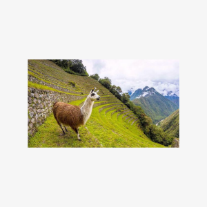 Luxurious Tour To Machu Picchu By Belmond Hiram Bingham Train (01 Day)